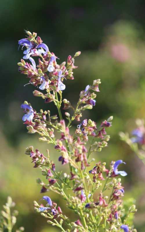 salvia-oranjezicht-city-farm-gardenista